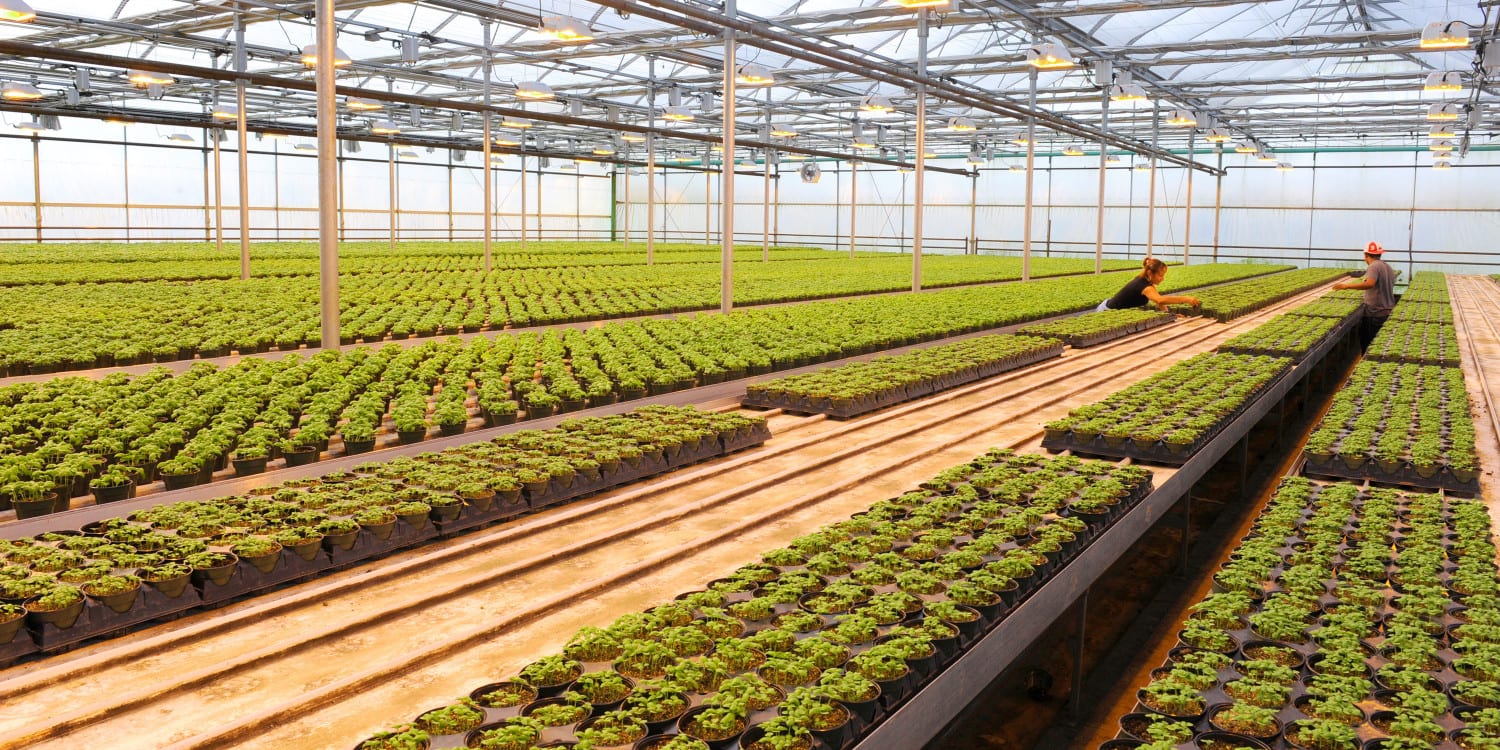 Greenhouse Grown Supplying YearRound Local Produce on Campus Henry