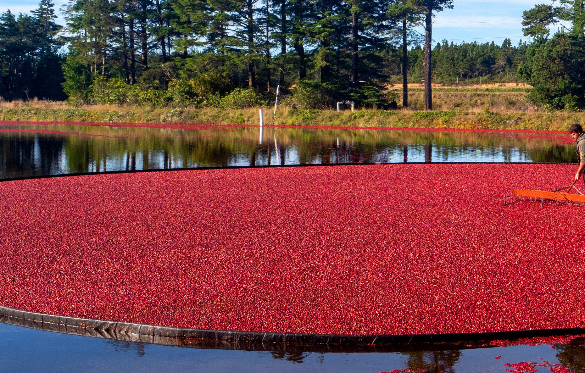 A farmer harvesting cranberries from a bog.