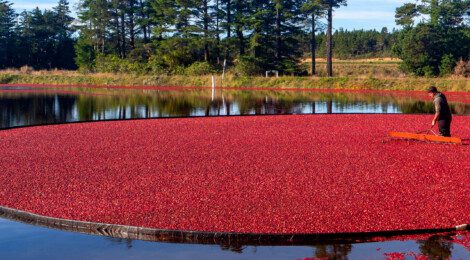 A farmer harvesting cranberries from a bog.